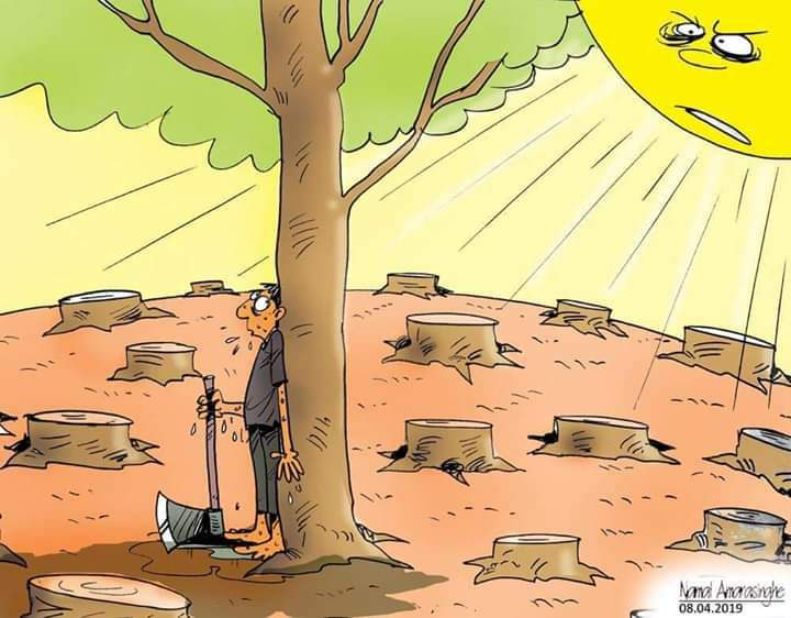 ds palai cartoons 30 56